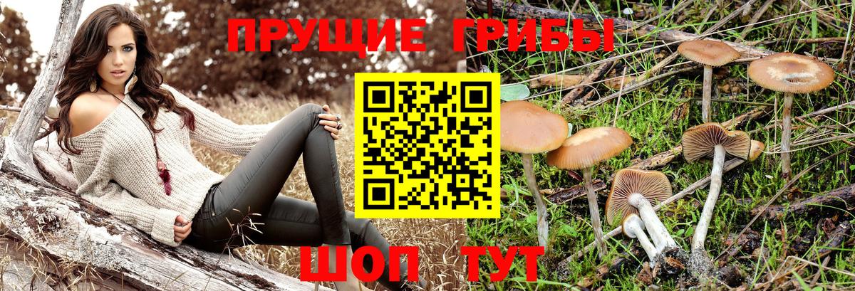 Жуковский  Псилоцибиновые грибы GOLDEN TEACHER  Вход с VPN  где найти наркотики  Галлюциногенные грибы Cubensis 